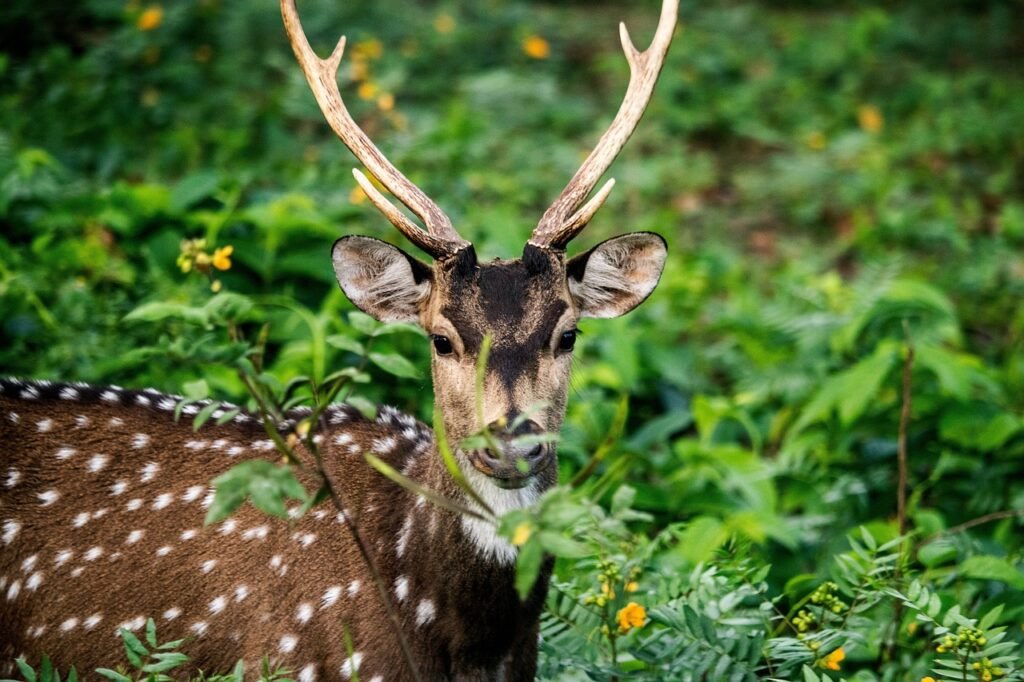 leopards, sambar deer, chital leopards, sambar deer, chital
Top 5 Most Popular wildlife Sanctuaries